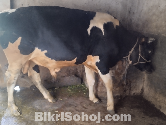 কোরবানির গরু